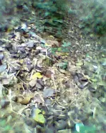 Foto0793.webp