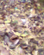 Foto0794.webp
