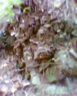 Foto0795.webp