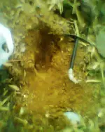 Foto0797.webp