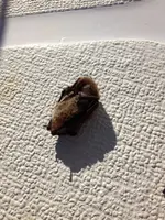 Bat1.webp