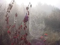 spider web.webp