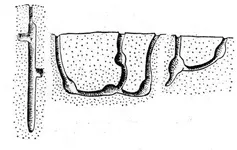 callianassa.webp
