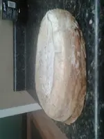 Fossil #2.webp