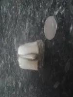 Fossil tooth.webp