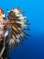330px-Crinoid_on_the_reef_of_Batu_Moncho_Island.webp