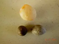 DSCN3699.webp