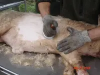 boiled pig.webp