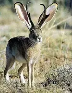 Jackalope.webp Jackalope.webp