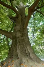 tree_green.webp