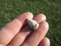 bullet5a.webp