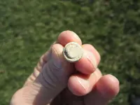 bullet5c.webp