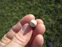 bullet5d.webp