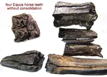 horse_teeth_noconsol.webp