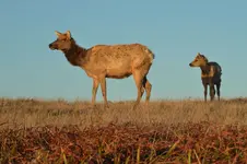 DSC_0883elksmsz.webp