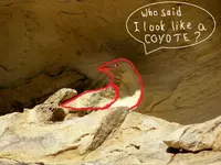 bird in rock 3 a.webp