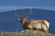 DSC_1033elksmsz.webp