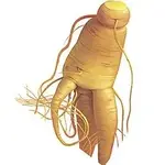 ginseng-root.webp