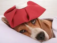 hangover.webp