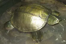 009.webp 009.webp