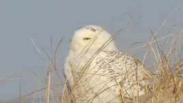 owl.webp