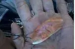 Untitled.webp
