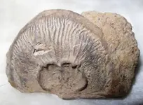 Fossil 005.webp Fossil 005.webp