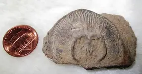 Fossil 007.webp Fossil 007.webp