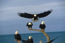 Bald-Eagles.webp