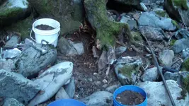 tree2.webp