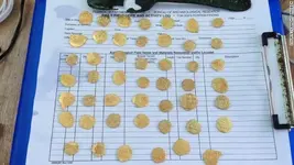 130714130025-gold-coins-brisben-story-top.webp