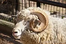 ram-portrait-8661574[1].webp