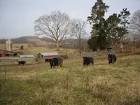 cows next door-1.webp