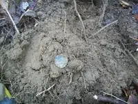 113_4741.webp
