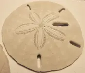 sanddollar.webp