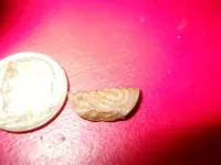 piece of old coin.webp
