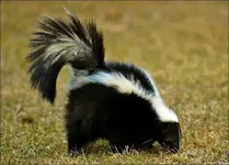 skunk-picture.webp