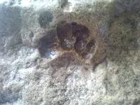 Mammal track & tongs 015.webp