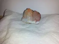 rock2.webp
