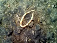 earring.webp