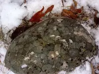 image-437405916.webp
