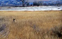 field coyote 1.webp