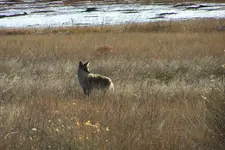field coyote.webp