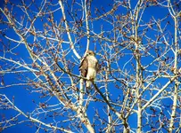 field hawk.webp