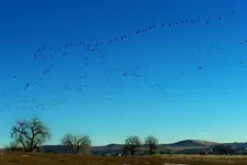field geese.webp