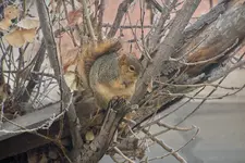 squillel out window.webp