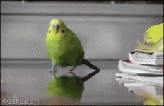 budgierevenge.gif