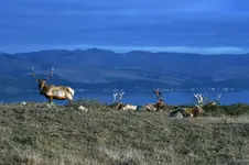 DSC_1035elkprsmsz.webp