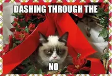 best-funniest-grumpy-cat-3.webp