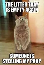 animal-funny-cat-pictures-with-captions-3-48-funny-cat-pictures-with-captions.webp
